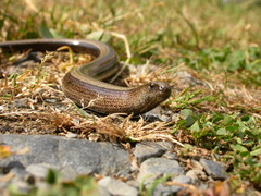 Anguis fragilis