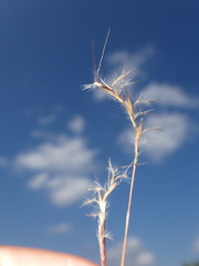 Schizachyrium scoparium