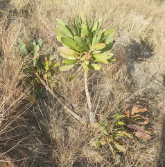 Protea caffra caffra