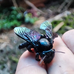 Xylocopa nasalis
