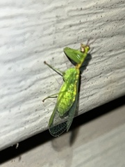 Zeugomantispa minuta