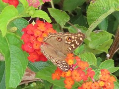 Junonia lemonias