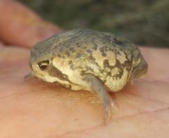 Breviceps adspersus