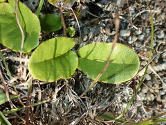 Epigaea repens