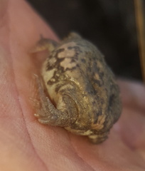 Breviceps adspersus