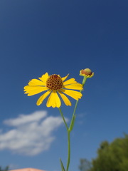 Helenium flexuosum