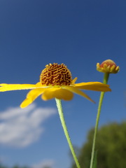 Helenium flexuosum