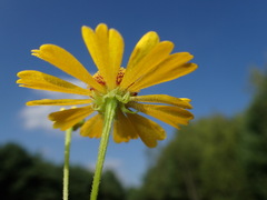 Helenium flexuosum