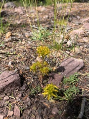 Sedum lanceolatum