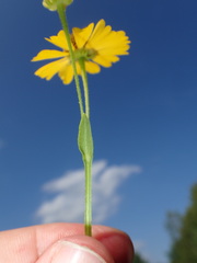 Helenium flexuosum