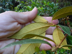 Chrysolepis chrysophylla