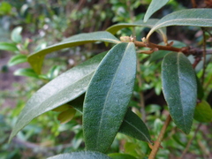 Chrysolepis chrysophylla