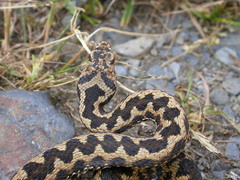Vipera aspis