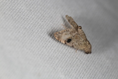 Abablemma brimleyana