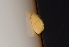Lymantriinae
