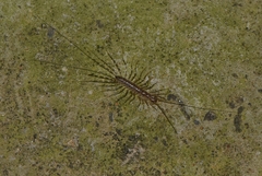 Scutigeridae