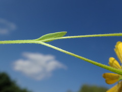 Helenium flexuosum