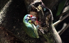 Psilopogon haemacephalus indicus