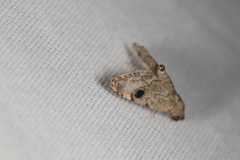 Abablemma brimleyana