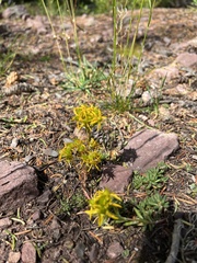 Sedum lanceolatum