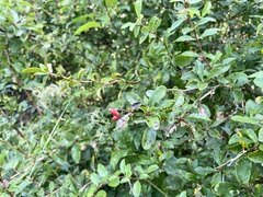 Berberis vulgaris