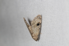 Abablemma brimleyana