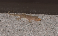 Gekko swinhonis