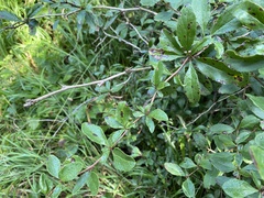 Berberis vulgaris