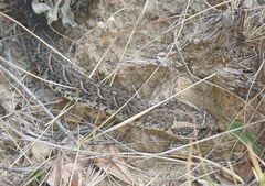 Bitis arietans