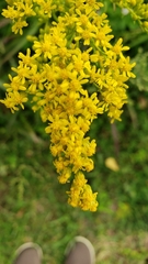 Solidago juncea