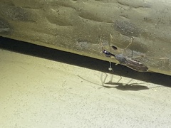 Myodocha serripes