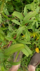 Solidago juncea