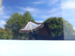 Cydalima perspectalis