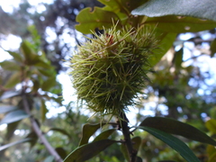 Chrysolepis chrysophylla