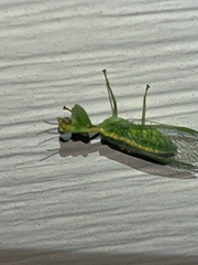 Zeugomantispa minuta