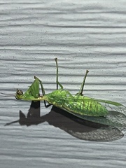 Zeugomantispa minuta