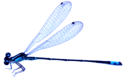 Acanthagrion gracile