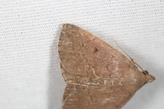 Zanclognatha protumnusalis