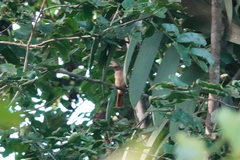 Pitohui kirhocephalus