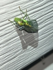 Zeugomantispa minuta