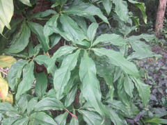 Syngonium auritum