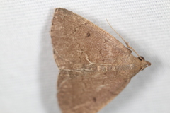 Zanclognatha protumnusalis