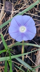 Ipomoea hederacea