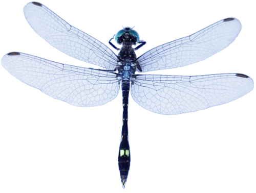 Micrathyria hesperis