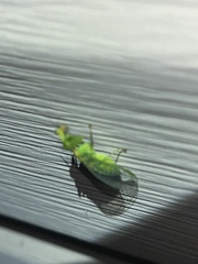 Zeugomantispa minuta