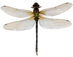 Rhionaeschna planaltica