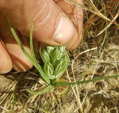Albuca