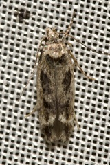 Caryocolum fischerella