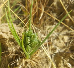 Albuca