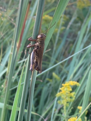 Melanoplus differentialis